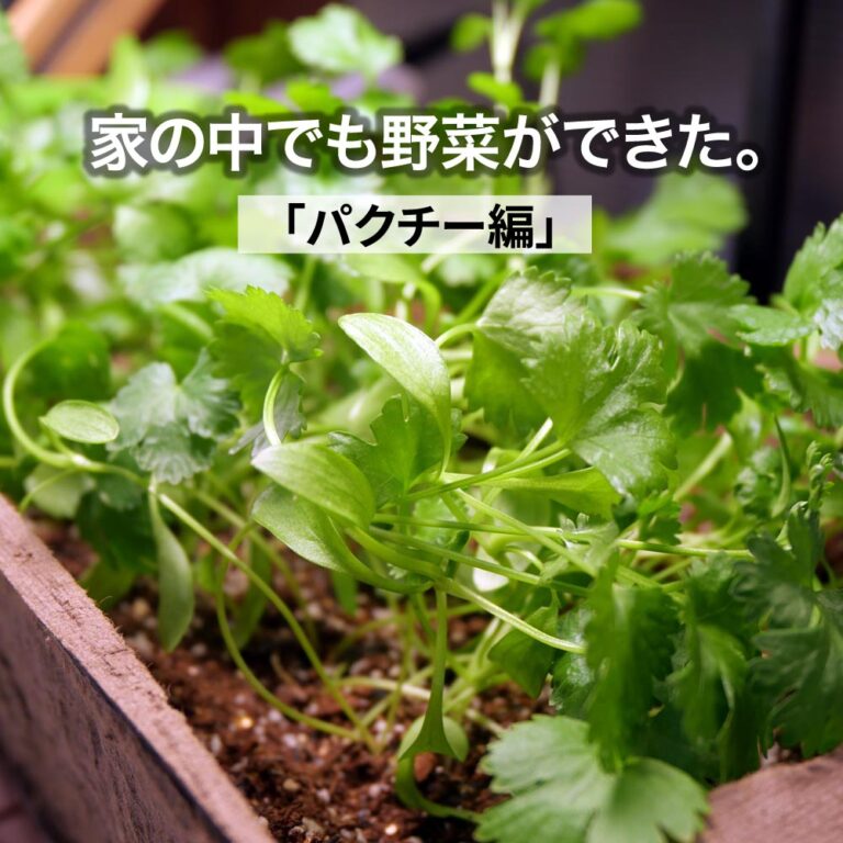未来を照らす！フューチャーライトLEDで植物育成を劇的に変える方法