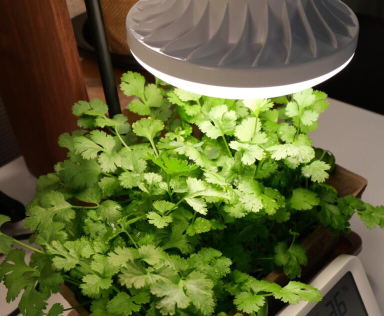 【SDGs実践】キッチンガーデン用LEDで始める持続可能な食生活改革