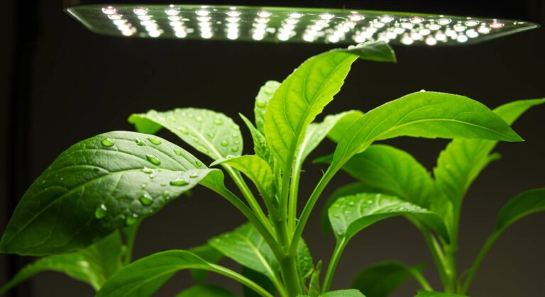 COB白色LEDライトが植物にもたらす4つの驚くべき効果