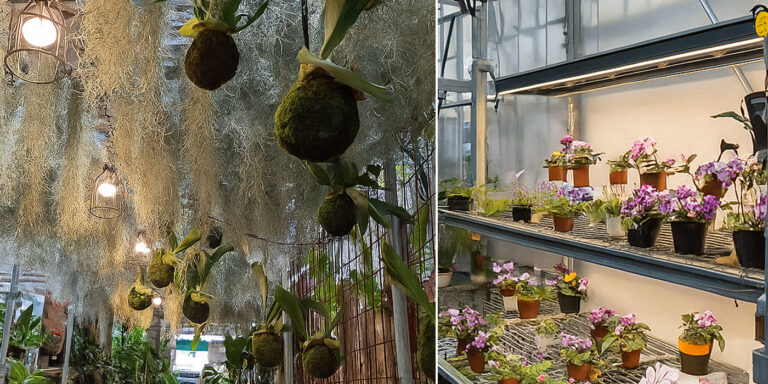 チランジアやセントポーリアにも最適！植物の魅力を引き出すLEDライト活用術 〜オザキフラワーパークの導入事例より〜