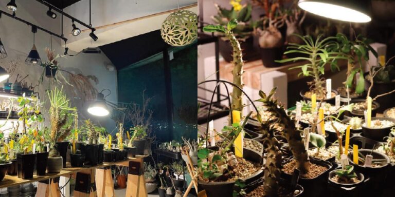 Bio plants（滋賀県大津）に見る植物育成LEDライト導入事例