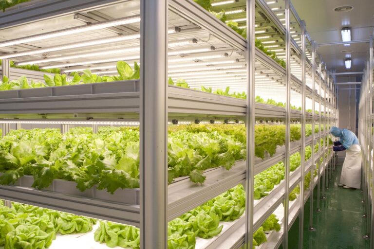 専門農家が実践する白色LED活用術｜室内栽培で高品質野菜を安定生産