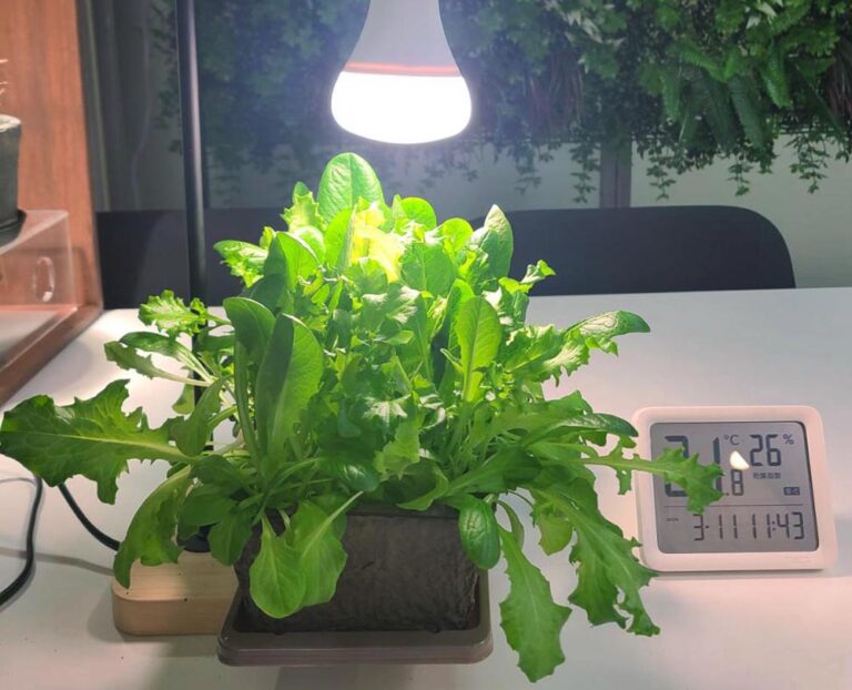 【最新2025】白色LEDだけで叶う!室内野菜栽培の驚くべき収穫量