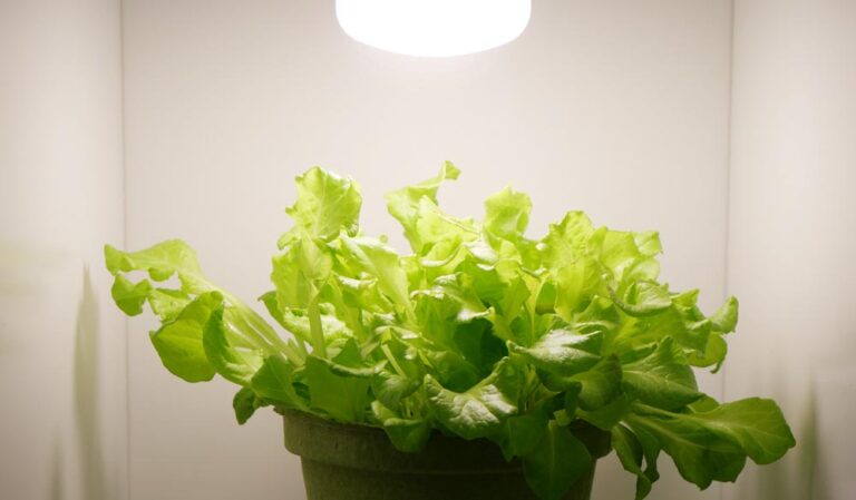 失敗しない植物選び－白色LEDライトで育てるベスト10の野菜とハーブ