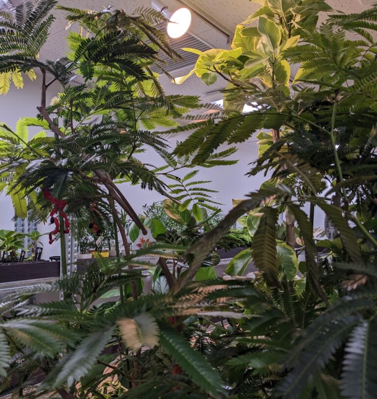 植物育成用白色LEDが観葉植物に与える5つの変化