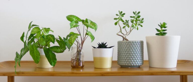 植物育成用白色LEDと観葉植物だけで作る！リモートワーク疲れを癒すワークスペース