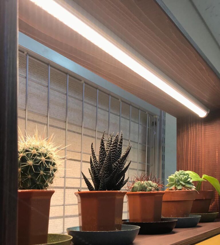 【科学的根拠】白色LEDで観葉植物の成長が劇的に加速する秘密を徹底解説！
