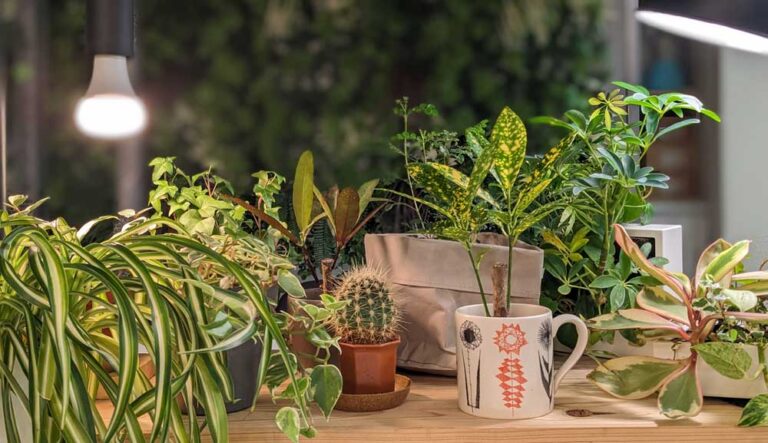 室内植物を健やかに育てる植物育成用白色LEDライトの活用ガイド：光合成の仕組みと適切な光の選び方