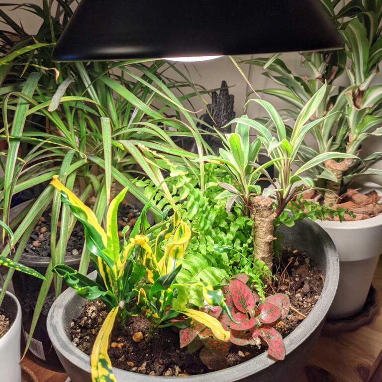 狭いスペースでも叶う！白色LED活用植物コーナーの作り方