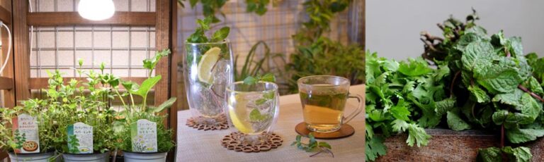 室内で手軽に始めるキッチンハーブ栽培とハーブを活かした健康的な飲み物づくり