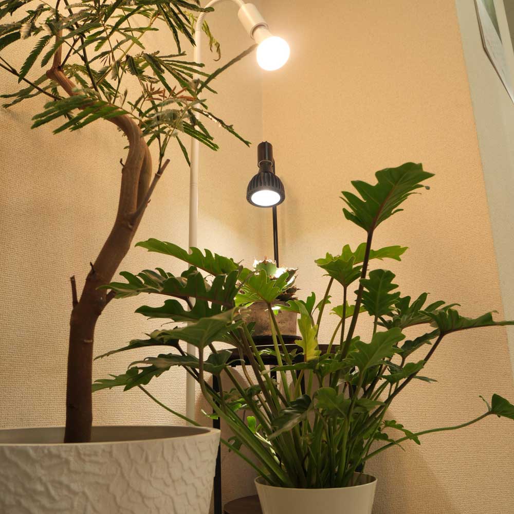 届いたらすぐに始まる「植物のある暮らし」