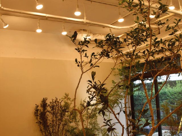 東京都世田谷区 GREEN DISPLAY様の植物育成LED施工例